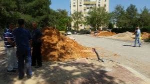 שדרות הדקל בית שמש
